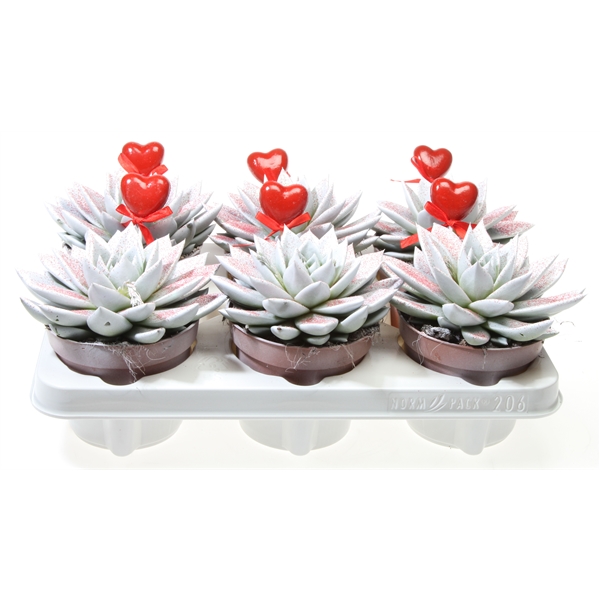 Горшечные цветы и растения оптом Echeveria Miranda Wit Rode Glitter + Hartje от 6шт из Голландии с доставкой по России