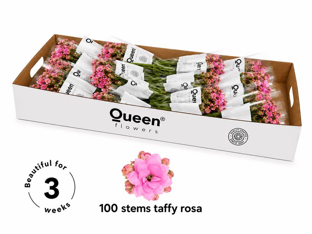 Срезанные цветы оптом Kalanchoe taffy pink meadow от 100шт из Голландии с доставкой по России