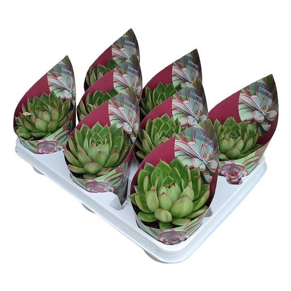 Горшечные цветы и растения оптом Echeveria Agavoides Potcover от 8шт из Голландии с доставкой по России