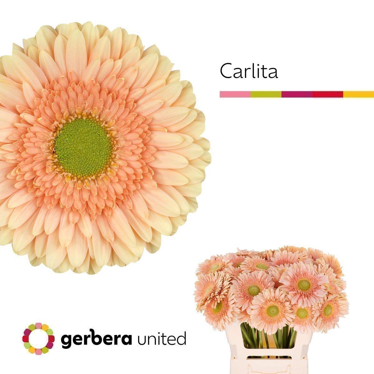 Срезанные цветы оптом Gerbera carlita A от 50шт из Голландии с доставкой по России