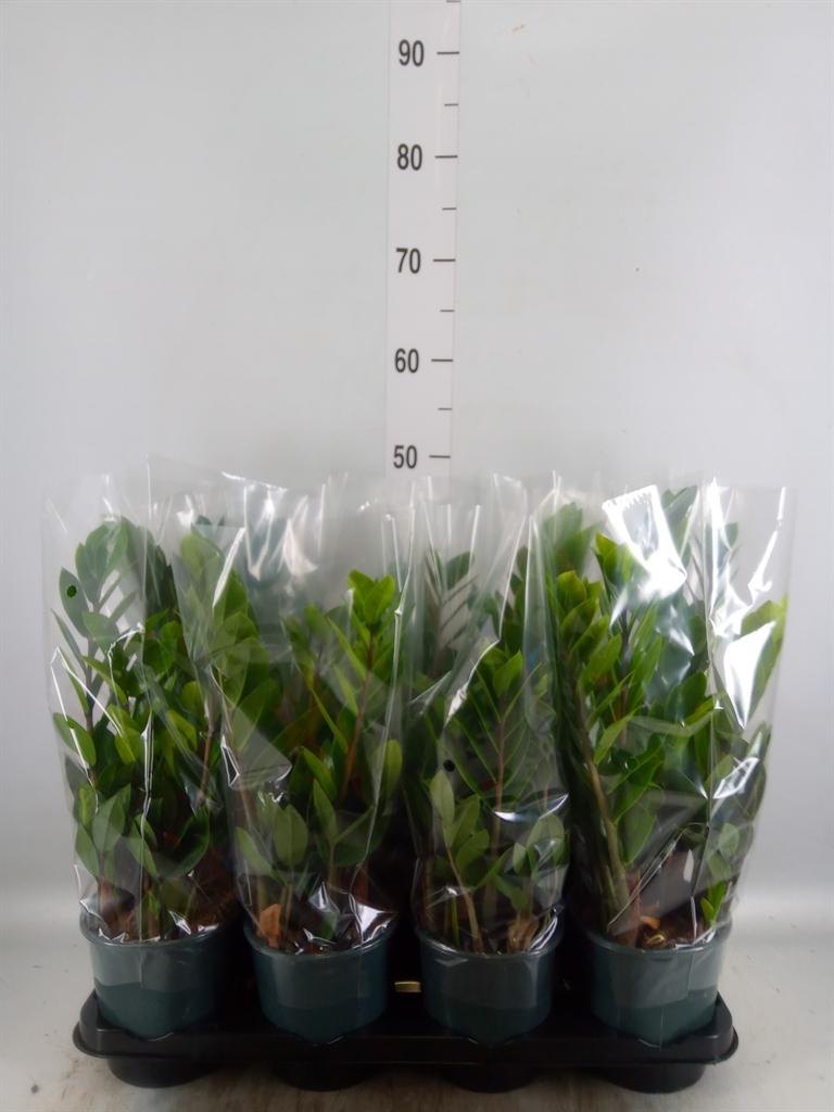 Горшечные цветы и растения оптом Zamioculcas Zamiifolia от 8шт из Голландии с доставкой по России