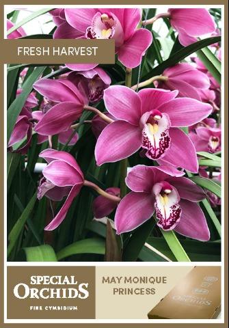Срезанные цветы оптом Cymbidium pink may monique princess от 2шт из Голландии с доставкой по России