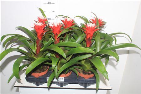 Горшечные цветы и растения оптом Guzm Hope от 6шт из Голландии с доставкой по России