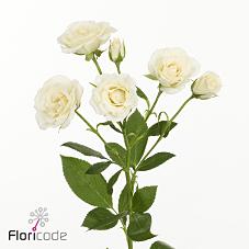 Срезанные цветы оптом Rosa spray garden white majolica от 40шт. из Голландии с доставкой по России