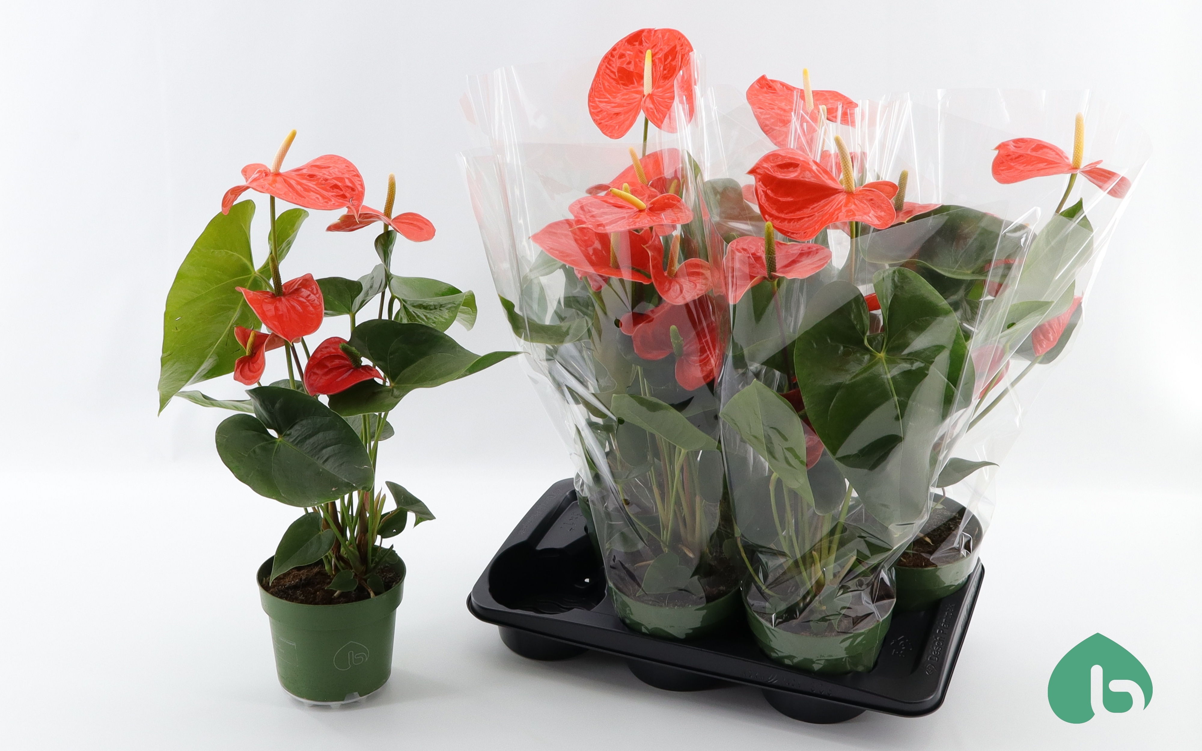 Горшечные цветы и растения оптом Anthu An Nebraska от 6шт из Голландии с доставкой по России