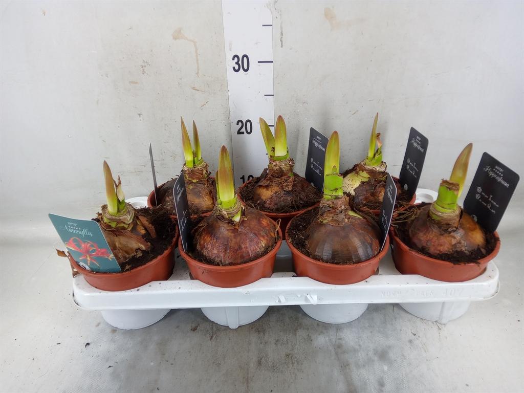 Горшечные цветы и растения оптом Hippeastrum   ... от 7шт из Голландии с доставкой по России