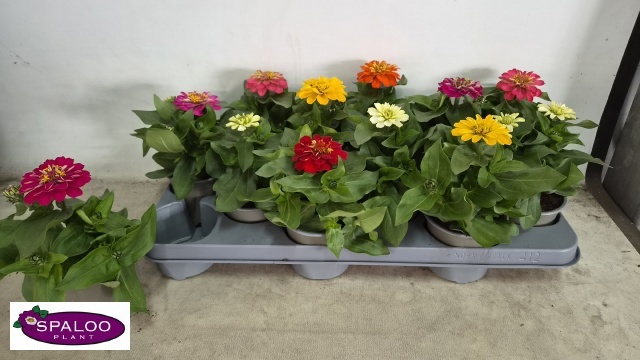 Горшечные цветы и растения оптом Zinnia Gem от 12шт из Голландии с доставкой по России