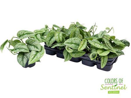 Горшечные цветы и растения оптом Scindapsus Pictus Trebie от 10шт из Голландии с доставкой по России