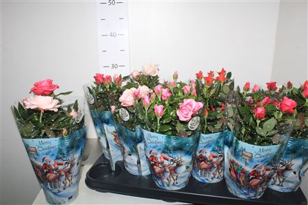 Горшечные цветы и растения оптом ** Ro Star Roses Gem Winter Promo * от 12шт из Голландии с доставкой по России Горшечные цветы и растения оптом ** Ro Star Roses Gem Winter Promo * от 12шт из Голландии с доставкой по России