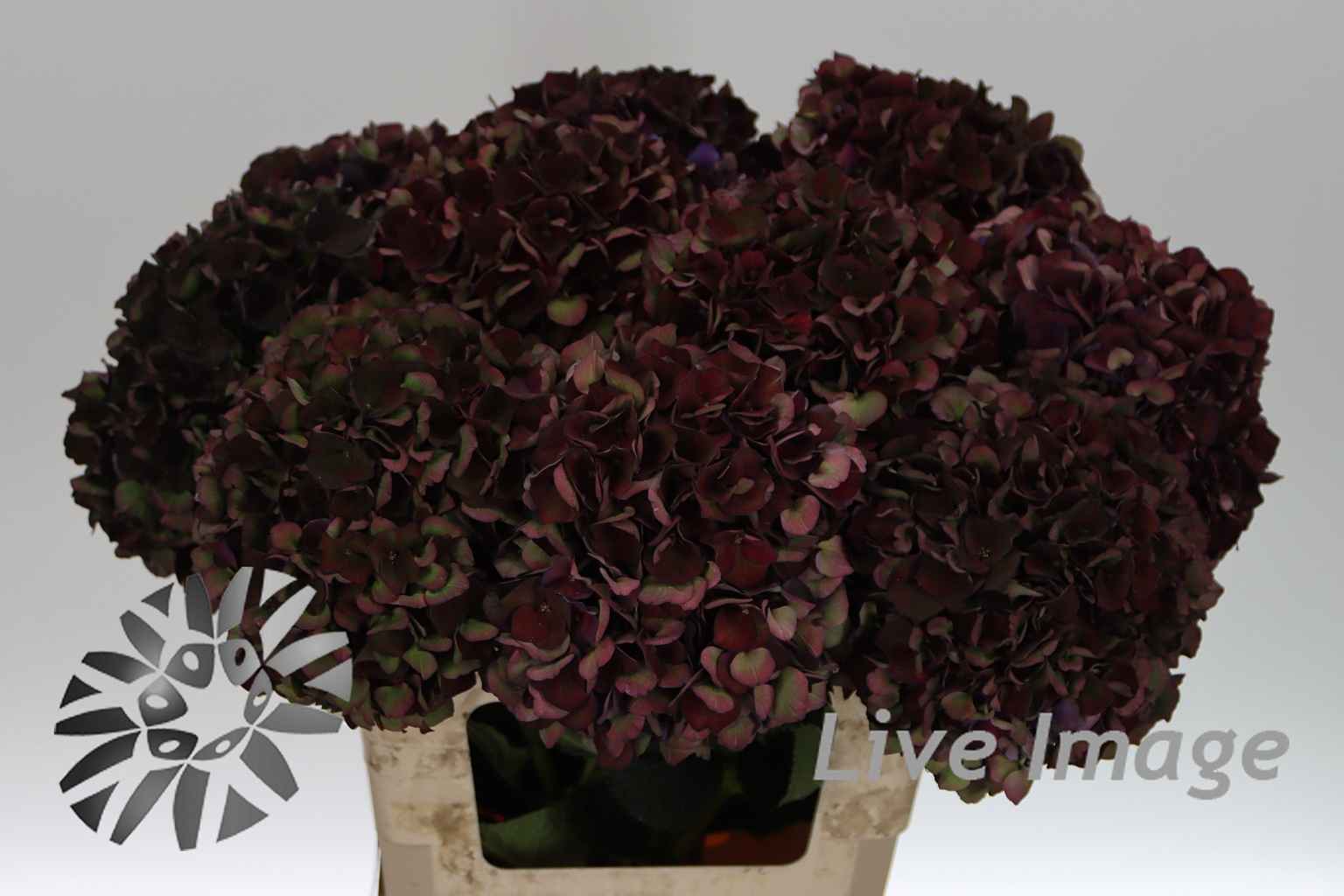 Срезанные цветы оптом Hydrangea mag ruby red classic purple от 10шт из Голландии с доставкой по России