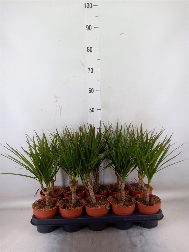 Горшечные цветы и растения оптом Dracaena Marg. от 10шт из Голландии с доставкой по России