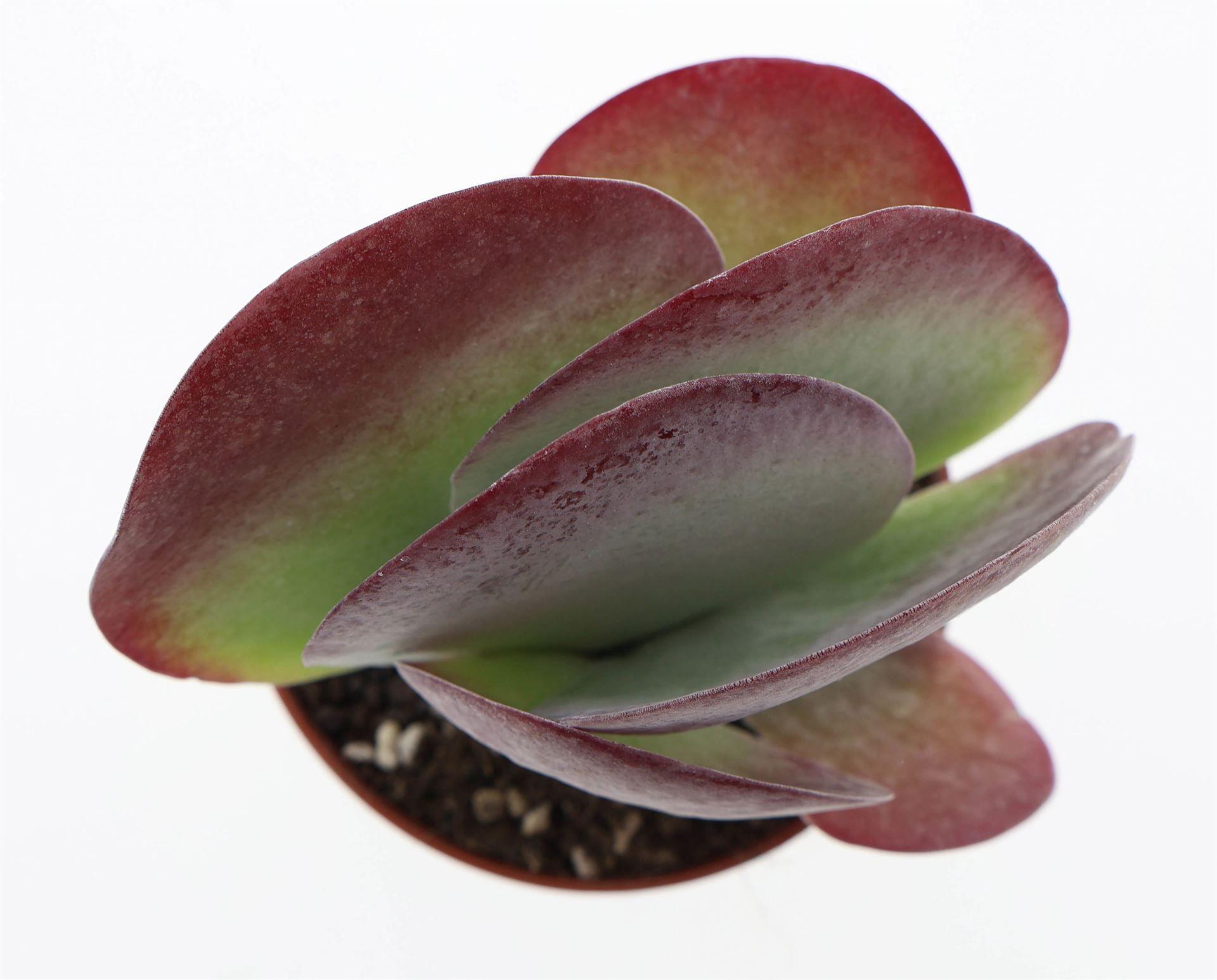 Горшечные цветы и растения оптом Kalanchoe Nf Thyrsiflora red Lips от 12шт (для телеги) из Голландии с доставкой по России