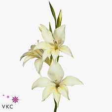 Срезанные цветы оптом Gladiolus sm colvillei white от 250шт из Голландии с доставкой по России