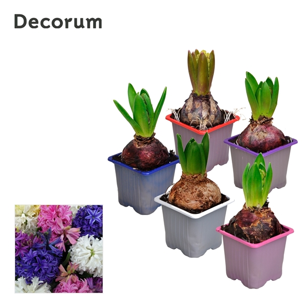 Горшечные цветы и растения оптом Hyacinthus Mix 1pp (decorum) от 24шт из Голландии с доставкой по России