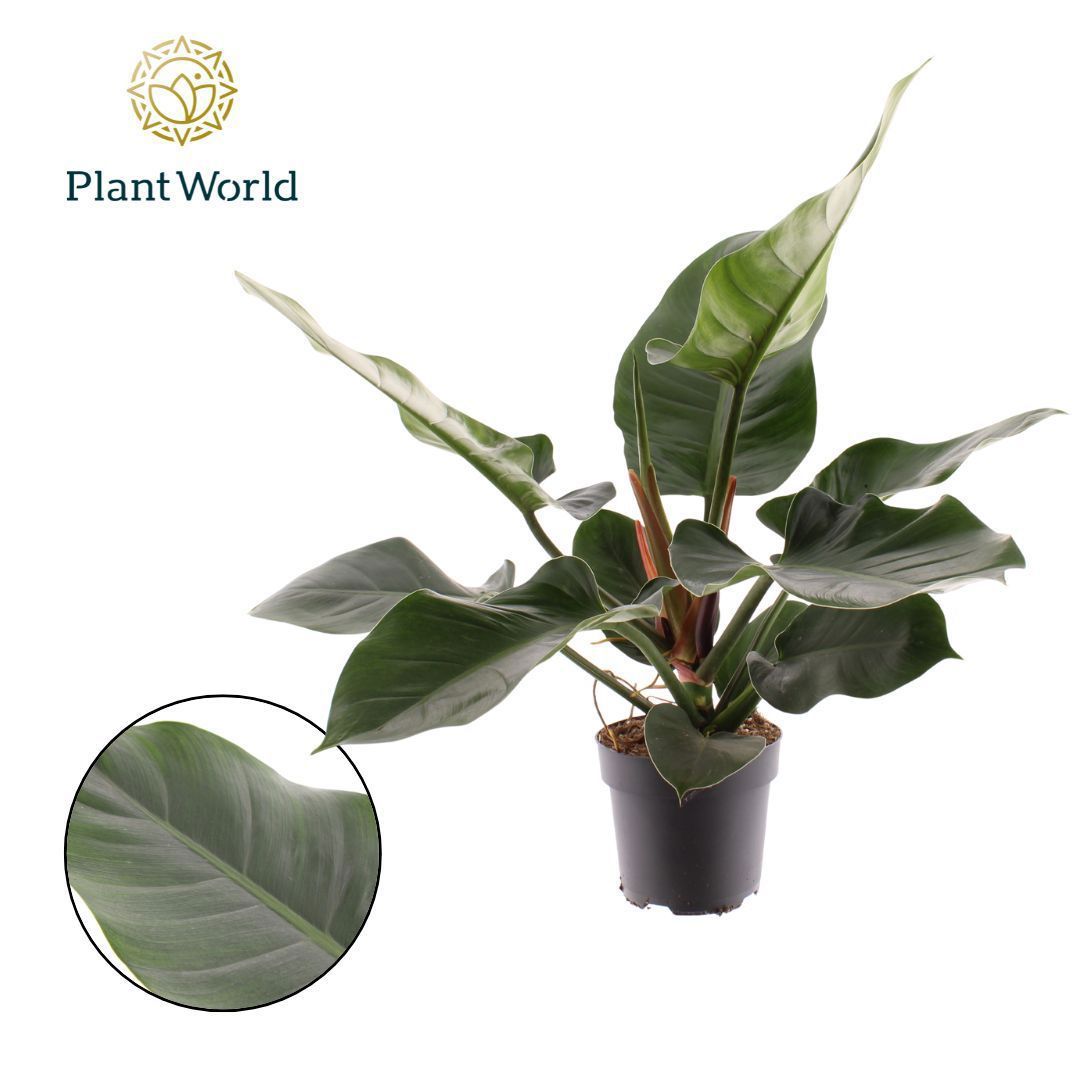 Горшечные цветы и растения оптом Philodendron Imperial Green (decorum) от 4шт из Голландии с доставкой по России