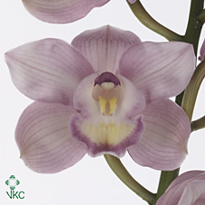 Срезанные цветы оптом Cymbidium pink aquarella от 8шт. из Голландии с доставкой по России