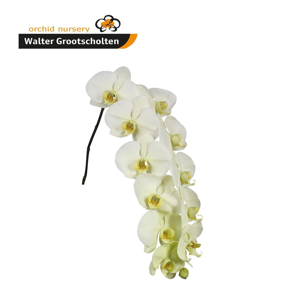 Срезанные цветы оптом Phalaenopsis limon bella (per stem) от 10шт из Голландии с доставкой по России