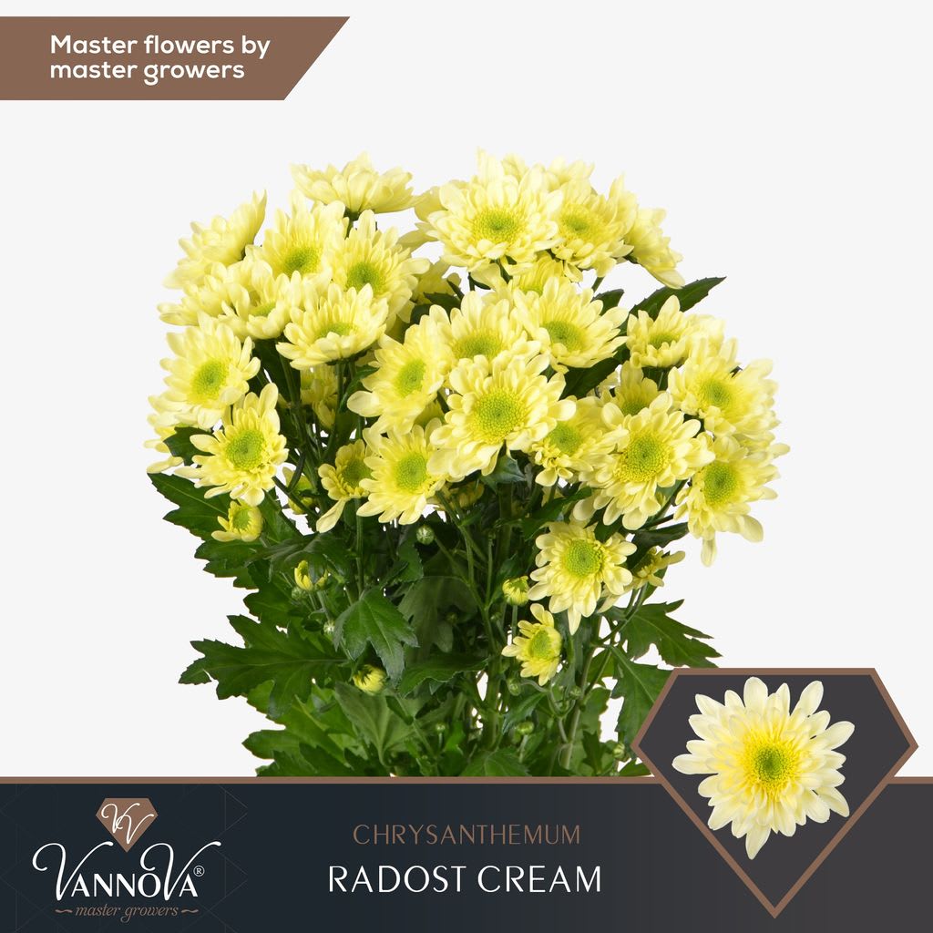 Срезанные цветы оптом Chrys sp radost cream от 80шт из Голландии с доставкой по России