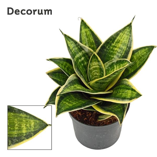Горшечные цветы и растения оптом Sansevieria Hahnii Superior Star(decorum) от 18шт (для телеги) из Голландии с доставкой по России