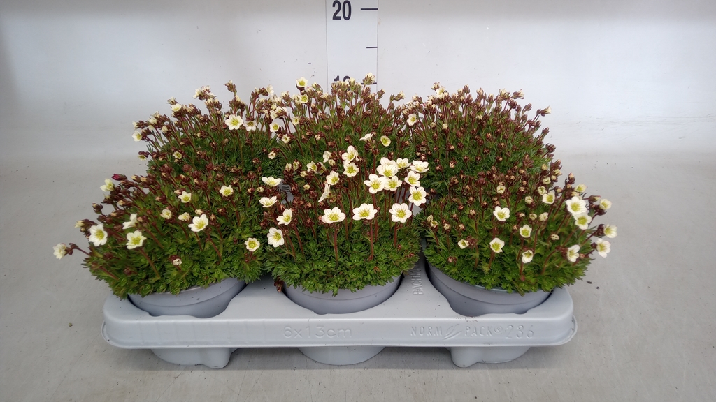 Горшечные цветы и растения оптом Saxifraga Arend. от 6шт из Голландии с доставкой по России