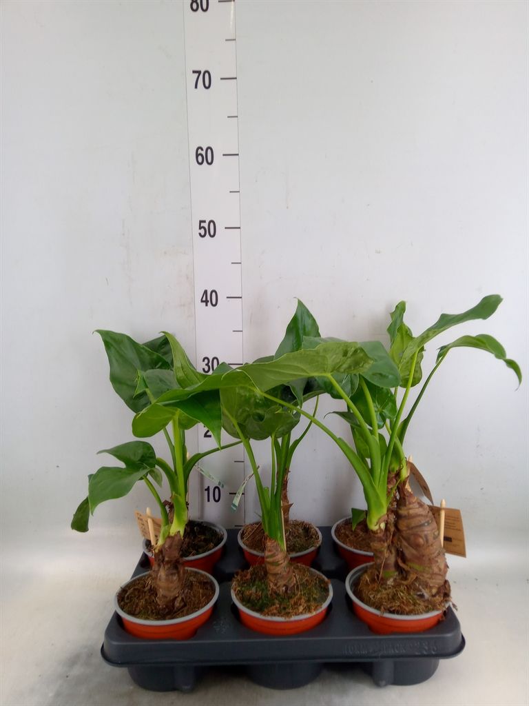 Горшечные цветы и растения оптом Alocasia Cucullata от 6шт (для телеги) из Голландии с доставкой по России