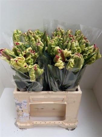 Срезанные цветы оптом Tulipa pa estella rijnveld от 25шт из Голландии с доставкой по России