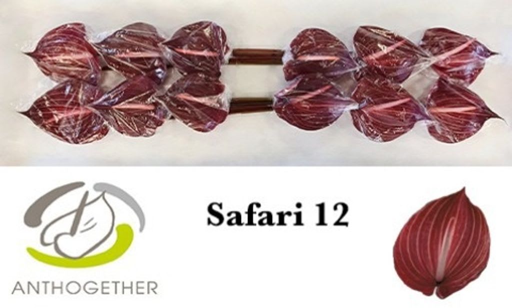 Срезанные цветы оптом Anthurium safari от 12шт из Голландии с доставкой по России