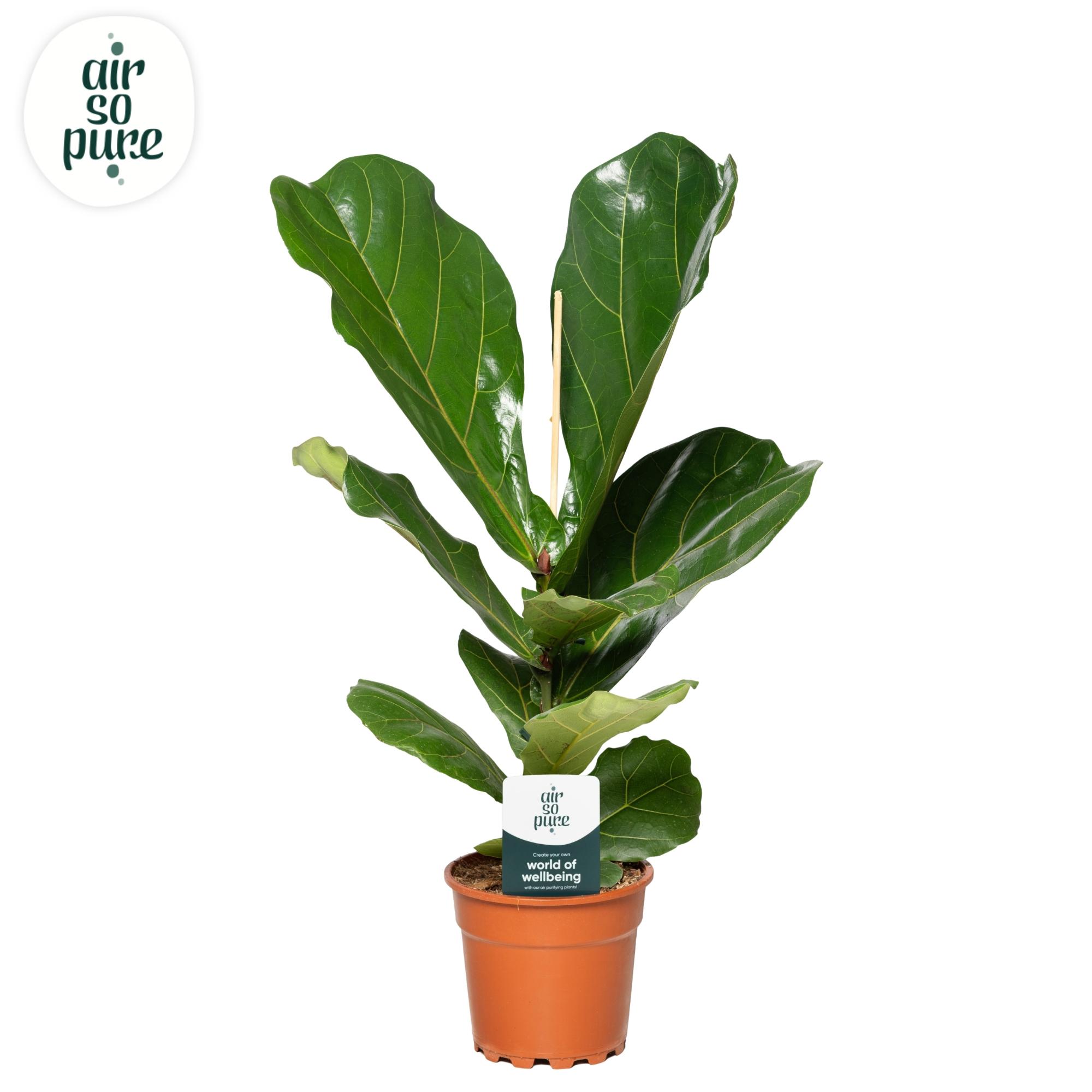 Горшечные цветы и растения оптом Ficus Lyrata (air So Pure) от 6шт из Голландии с доставкой по России