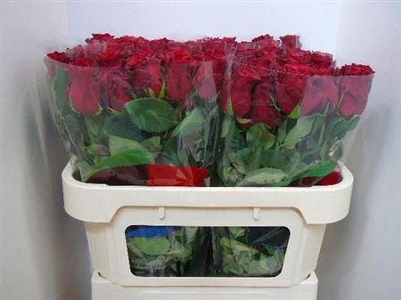 Срезанные цветы оптом Rosa large rhodos от 280шт из Голландии с доставкой по России