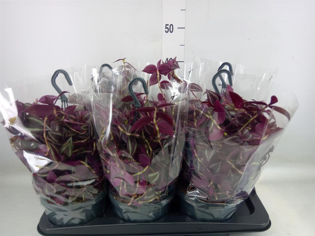 Горшечные цветы и растения оптом Tradescantia   ... от 6шт из Голландии с доставкой по России