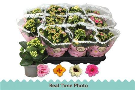 Горшечные цветы и растения оптом Kal Ros Mix Special от 12шт (для телеги) из Голландии с доставкой по России