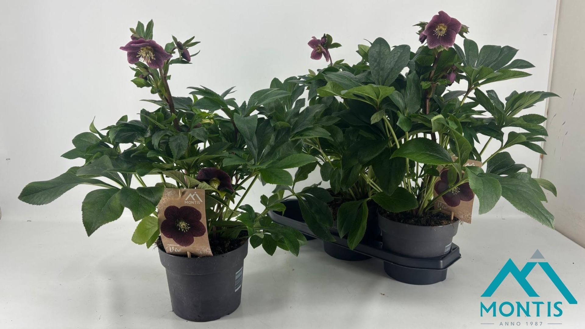 Горшечные цветы и растения оптом Hell Orientalis от 3шт из Голландии с доставкой по России