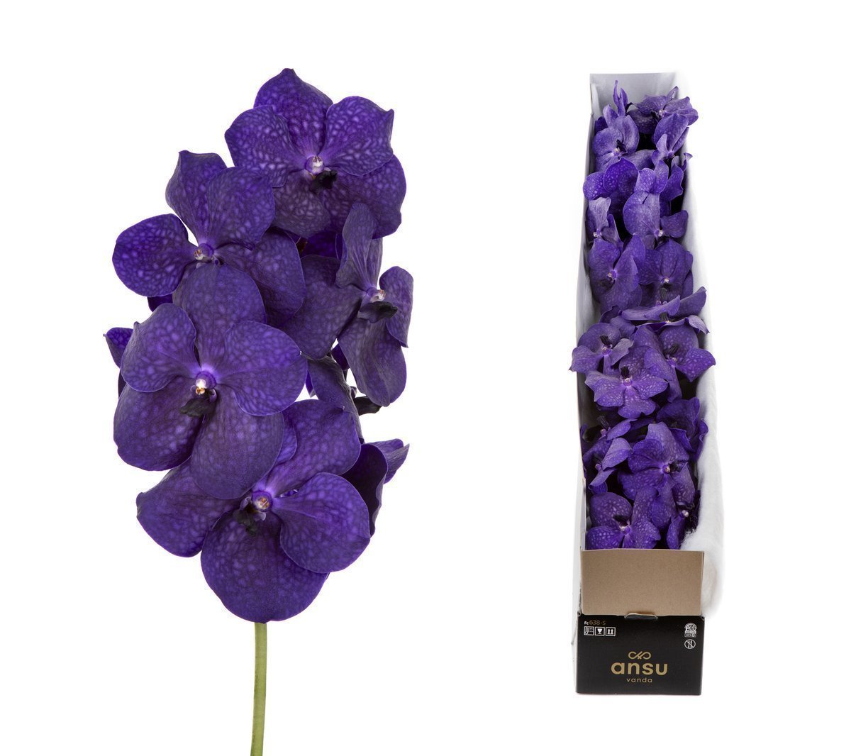 Срезанные цветы оптом Vanda tayanee maxi deep blue per stem от 10шт.. из Голландии с доставкой по России
