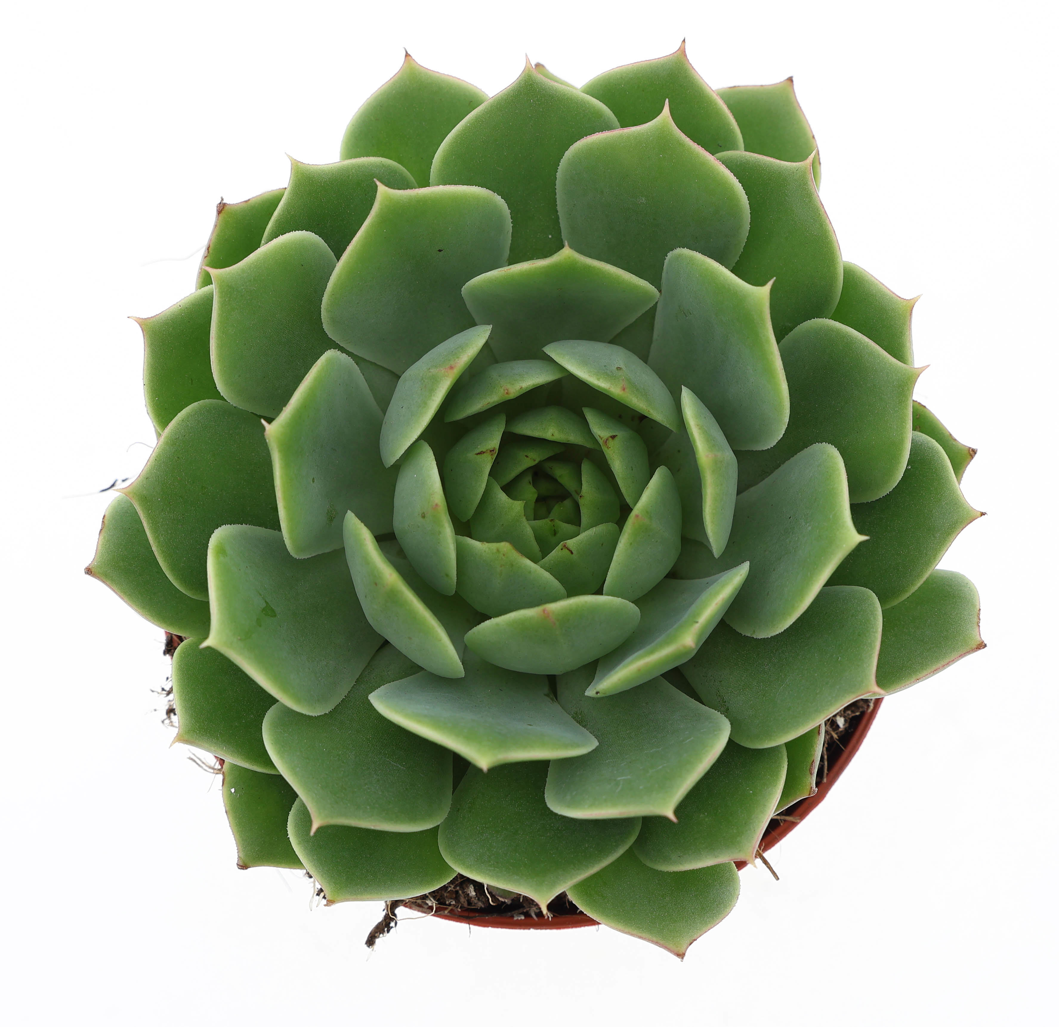 Горшечные цветы и растения оптом Echeveria Ramilette от 12шт (для телеги) из Голландии с доставкой по России