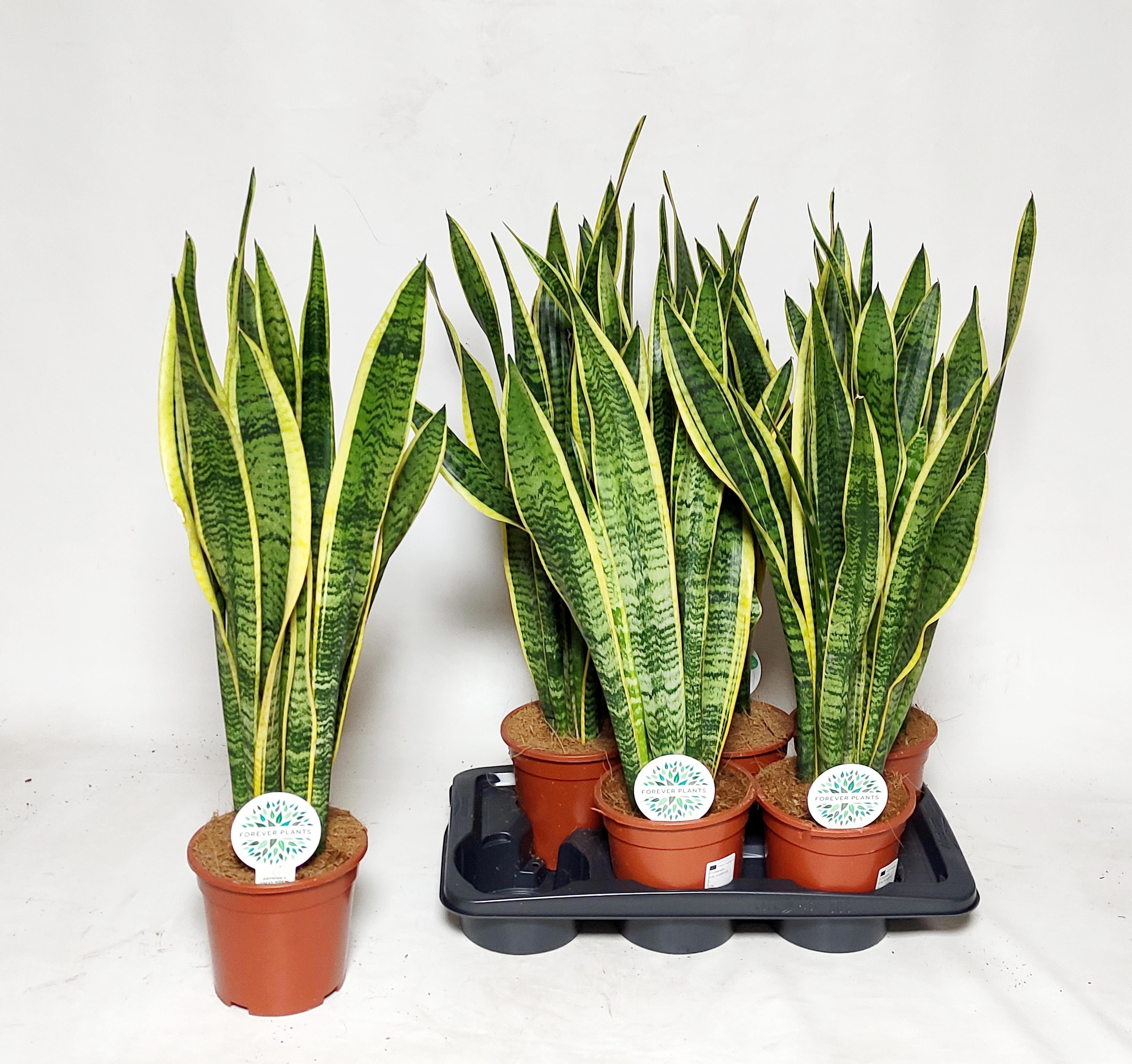 Горшечные цветы и растения оптом Sansev Laurentii от 6шт из Голландии с доставкой по России