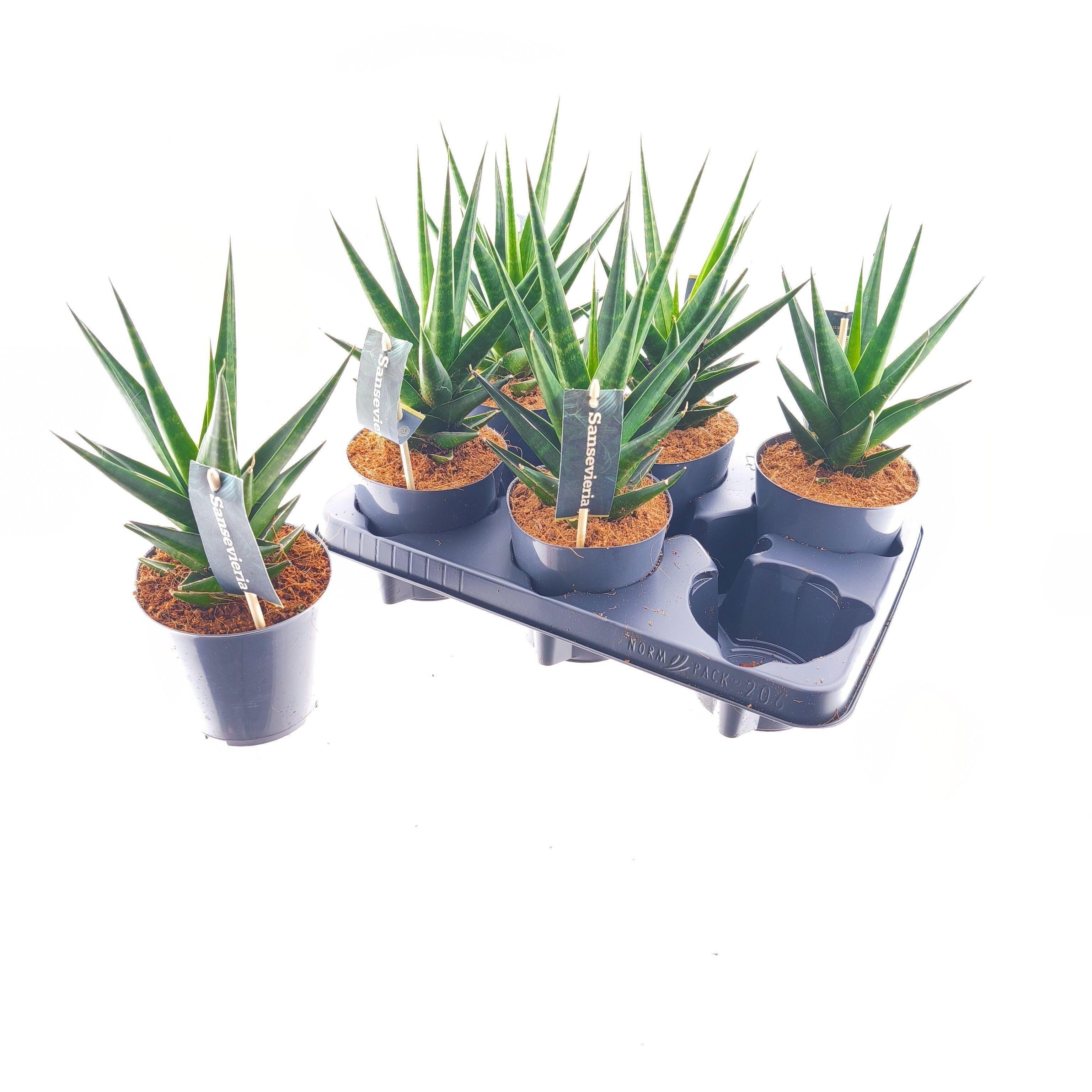 Горшечные цветы и растения оптом Sansev Ov от 6шт из Голландии с доставкой по России