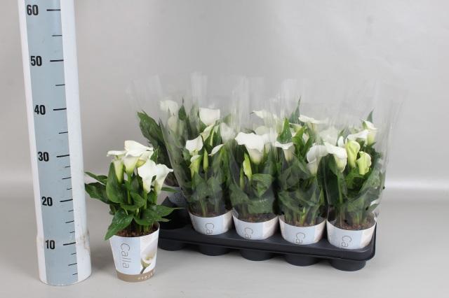 Горшечные цветы и растения оптом Zant Capt Fresco от 10шт из Голландии с доставкой по России