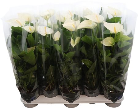 Горшечные цветы и растения оптом Anthu An White от 10шт из Голландии с доставкой по России