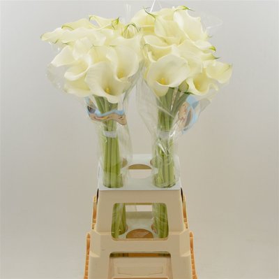 Срезанные цветы оптом Zantedeschia captain ventura от 40шт из Голландии с доставкой по России