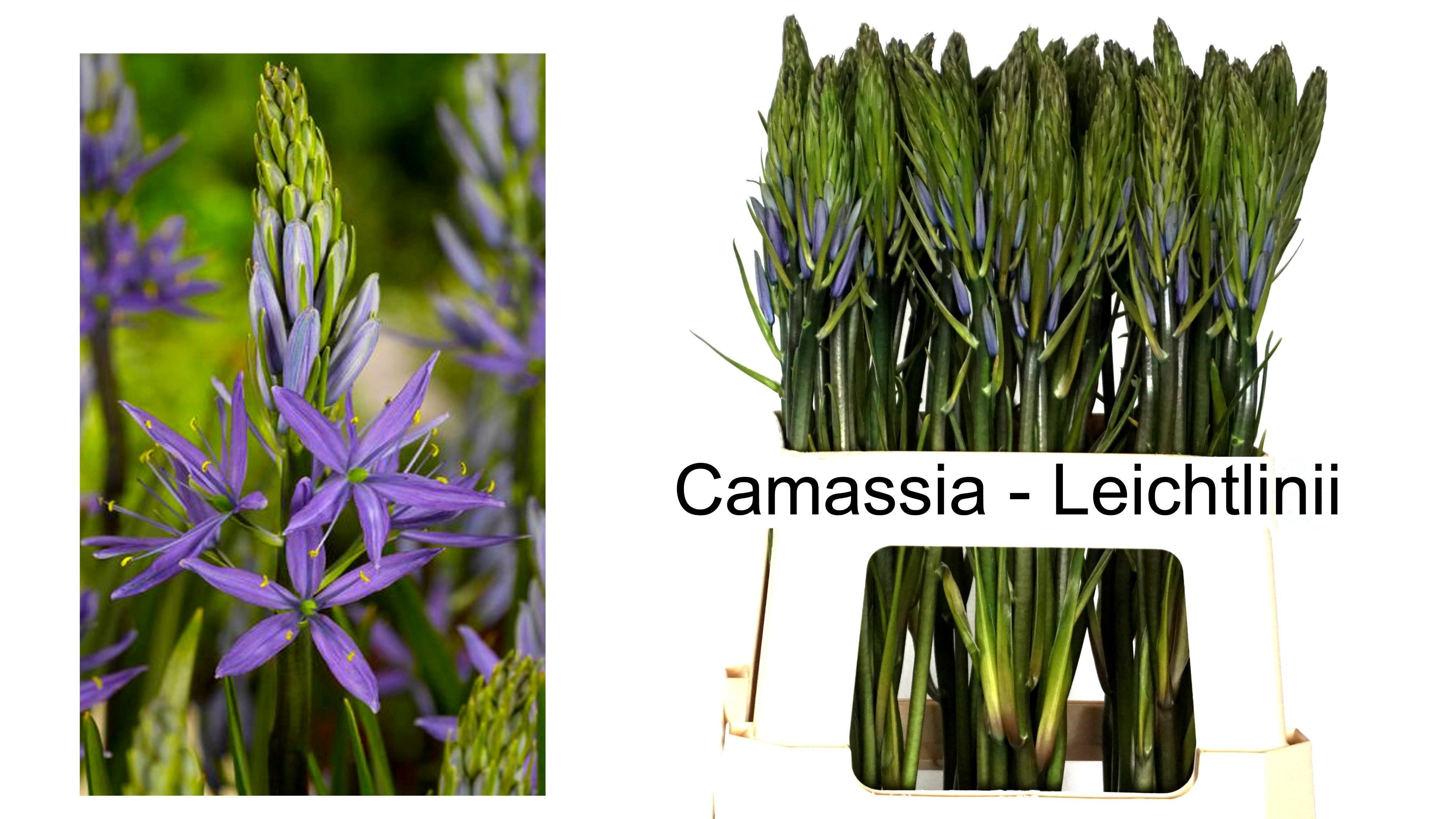 Срезанные цветы оптом Camassia caerulea от 60шт из Голландии с доставкой по России