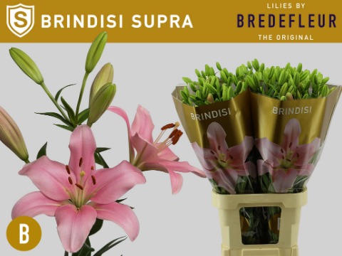 Срезанные цветы оптом Lilium la brindisi от 40шт из Голландии с доставкой по России