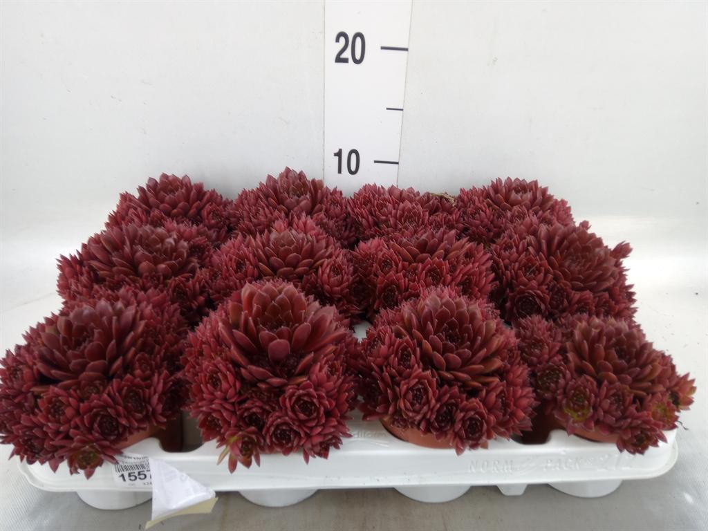 Горшечные цветы и растения оптом Sempervivum   ... от 12шт (для телеги) из Голландии с доставкой по России