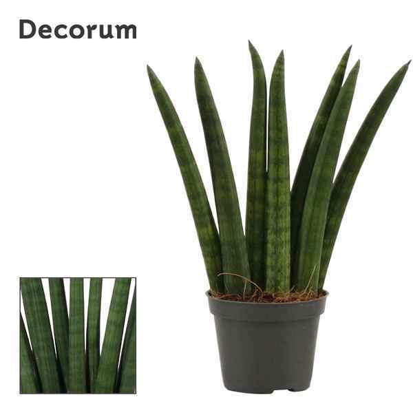 Горшечные цветы и растения оптом Sansevieria Cylindrica Fan (decorum) от 14шт из Голландии с доставкой по России