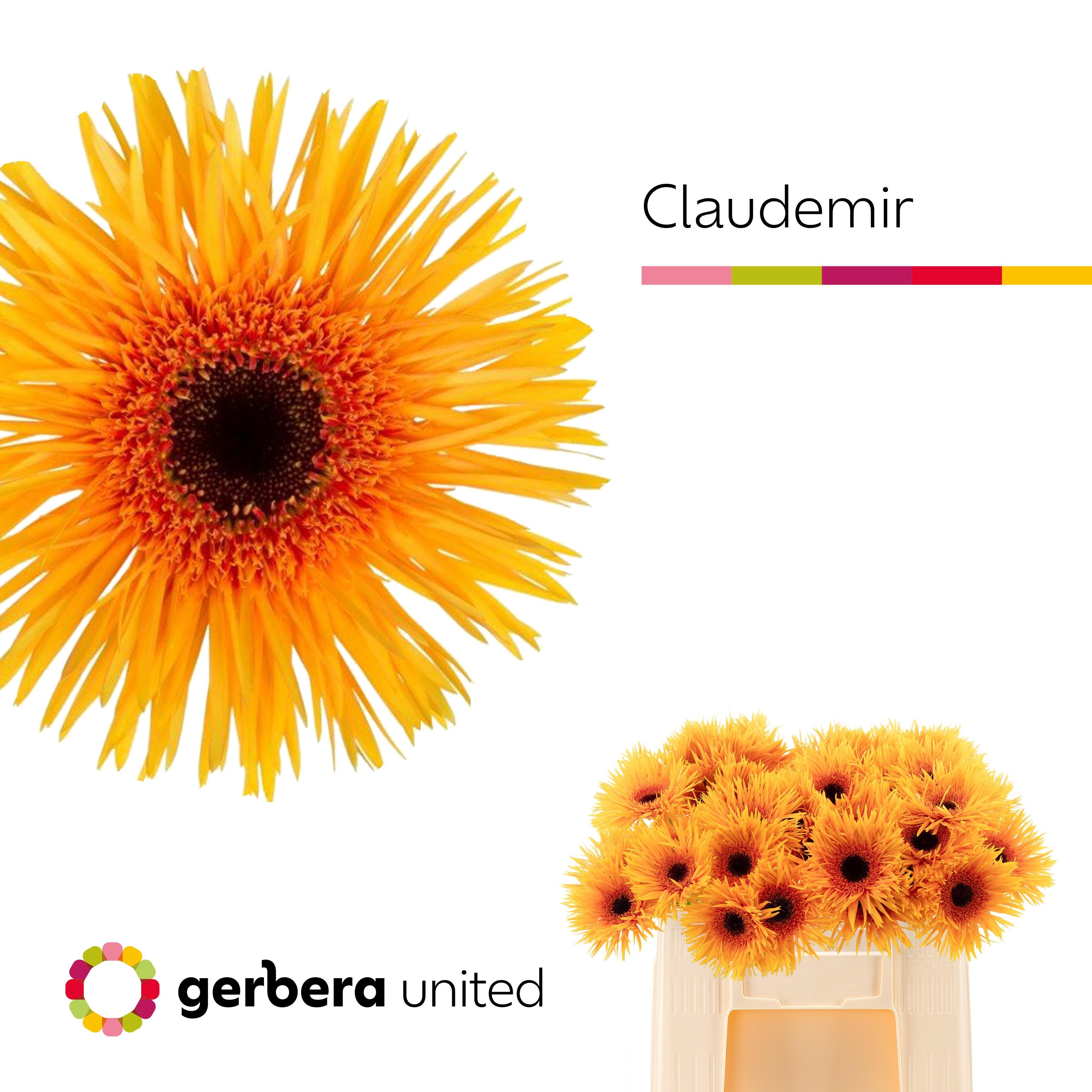 Срезанные цветы оптом Gerbera claudemir A от 50шт из Голландии с доставкой по России