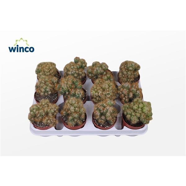 Горшечные цветы и растения оптом Cereus Peruvianus Monstruoza (yellow) от 18шт (для телеги) из Голландии с доставкой по России