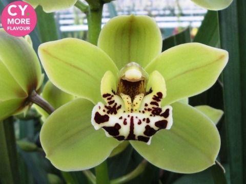 Срезанные цветы оптом Minicymbidium green french mustard от 8шт. из Голландии с доставкой по России