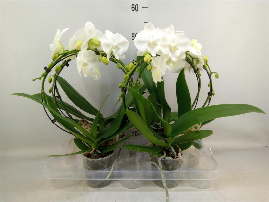 Горшечные цветы и растения оптом Phal 2st Hot Kiss 16+ (t&l) от 4шт из Голландии с доставкой по России