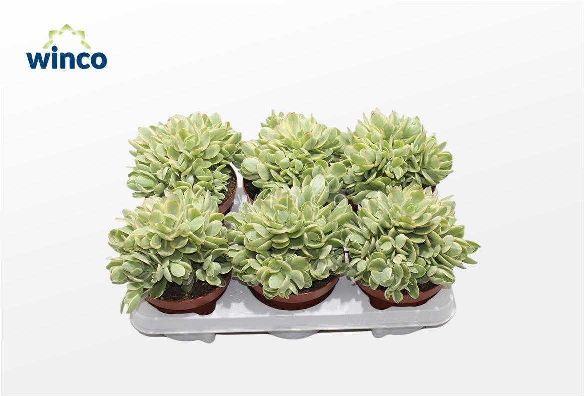 Горшечные цветы и растения оптом Crass Overig от 6шт из Голландии с доставкой по России