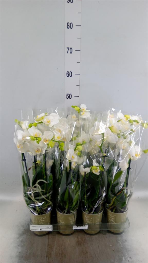 Горшечные цветы и растения оптом Phalaenopsis   ...white от 12шт (для телеги) из Голландии с доставкой по России