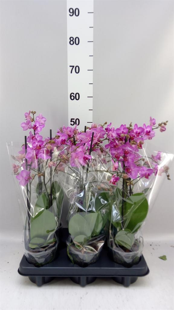 Горшечные цветы и растения оптом Phalaenopsis Multi. ant Stuttgart от 6шт из Голландии с доставкой по России